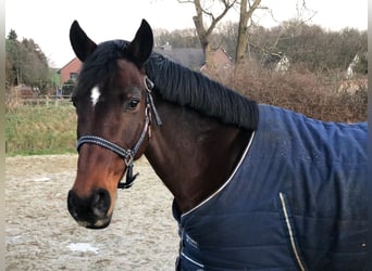 Oldenburger Springpferd, Stute, 18 Jahre, 168 cm, Dunkelbrauner