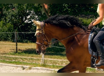 Oldenburger Springpferd, Stute, 18 Jahre, 168 cm