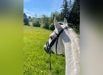 Oldenburger Springpferd, Stute, 18 Jahre, 172 cm, Schimmel