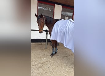 Oldenburger Springpferd, Stute, 19 Jahre, 168 cm, Dunkelbrauner