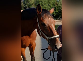 Oldenburger Springpferd, Stute, 19 Jahre, Brauner