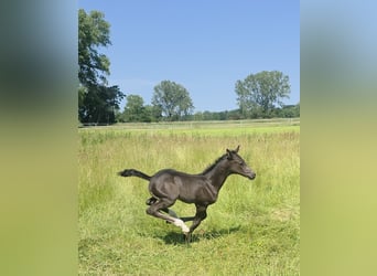Oldenburger Springpferd, Stute, 19 Jahre, Brauner
