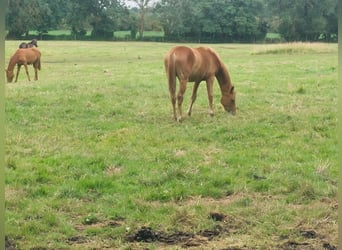 Oldenburger Springpferd, Stute, 1 Jahr, 165 cm, Fuchs