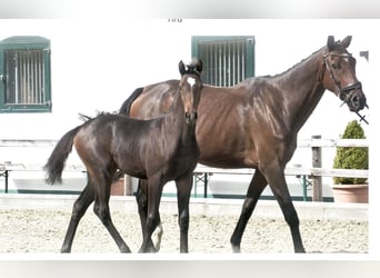 Oldenburger Springpferd, Stute, 1 Jahr, 170 cm, Dunkelbrauner