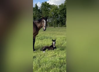 Oldenburger Springpferd, Stute, 1 Jahr, 170 cm, Kann Schimmel werden
