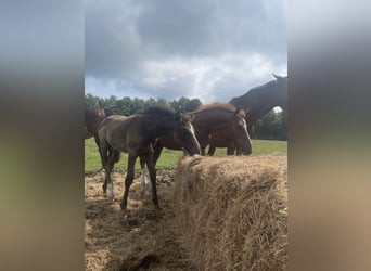 Oldenburger Springpferd, Stute, 1 Jahr, 170 cm, Kann Schimmel werden