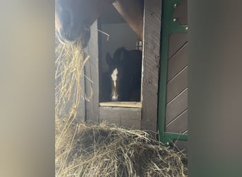 Oldenburger Springpferd, Stute, 1 Jahr, 170 cm, Kann Schimmel werden