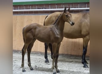Oldenburger Springpferd, Stute, 1 Jahr, 175 cm, Brauner