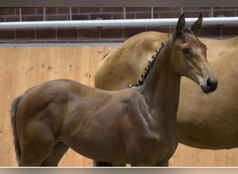 Oldenburger Springpferd, Stute, 1 Jahr, 175 cm, Brauner