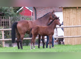 Oldenburger Springpferd, Stute, 1 Jahr, Brauner