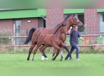 Oldenburger Springpferd, Stute, 1 Jahr, Brauner