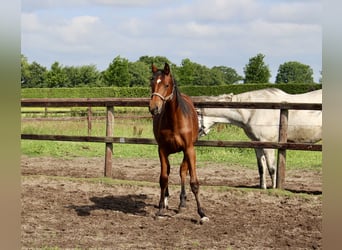 Oldenburger Springpferd, Stute, 1 Jahr, Brauner