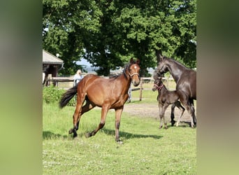 Oldenburger Springpferd, Stute, 1 Jahr, Brauner