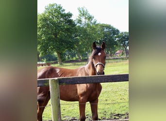 Oldenburger Springpferd, Stute, 1 Jahr, Brauner