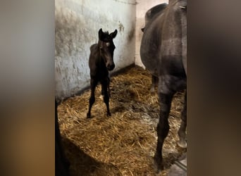 Oldenburger Springpferd, Stute, 1 Jahr, Dunkelbrauner