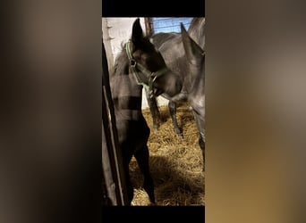 Oldenburger Springpferd, Stute, 1 Jahr, Dunkelbrauner