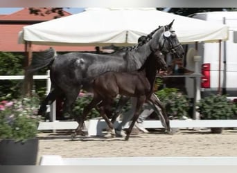 Oldenburger Springpferd, Stute, 1 Jahr, Dunkelbrauner