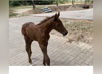 Oldenburger Springpferd, Stute, 1 Jahr, Fuchs