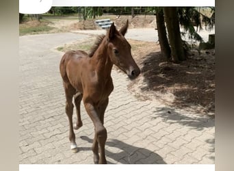 Oldenburger Springpferd, Stute, 1 Jahr, Fuchs