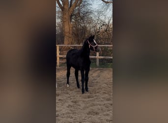 Oldenburger Springpferd, Stute, 1 Jahr, Schimmel