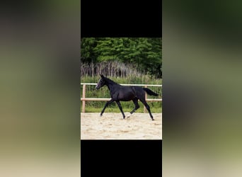 Oldenburger Springpferd, Stute, 1 Jahr, Schimmel