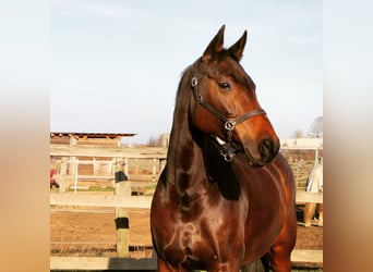 Oldenburger Springpferd, Stute, 20 Jahre, 163 cm, Brauner