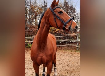 Oldenburger Springpferd, Stute, 20 Jahre, 175 cm, Brauner