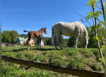 Oldenburger Springpferd, Stute, 21 Jahre, 164 cm, Apfelschimmel