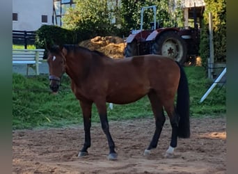 Oldenburger Springpferd, Stute, 22 Jahre, 173 cm, Brauner