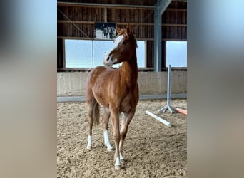 Oldenburger Springpferd, Stute, 2 Jahre, 155 cm, Fuchs