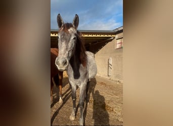 Oldenburger Springpferd Mix, Stute, 2 Jahre, 155 cm, Schimmel