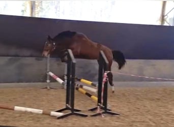 Oldenburger Springpferd, Stute, 2 Jahre, 164 cm, Brauner