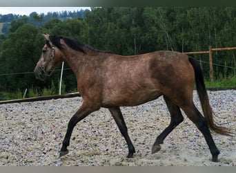 Oldenburger Springpferd, Stute, 2 Jahre, 165 cm, Schimmel