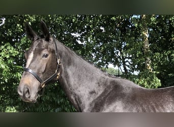 Oldenburger Springpferd, Stute, 2 Jahre, 166 cm, Kann Schimmel werden