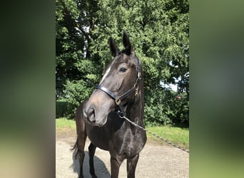 Oldenburger Springpferd, Stute, 2 Jahre, 166 cm, Kann Schimmel werden