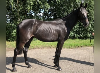 Oldenburger Springpferd, Stute, 2 Jahre, 166 cm, Kann Schimmel werden