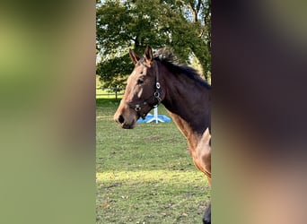 Oldenburger Springpferd, Stute, 2 Jahre, 168 cm, Dunkelbrauner