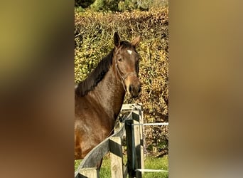 Oldenburger Springpferd, Stute, 2 Jahre, 168 cm, Dunkelbrauner