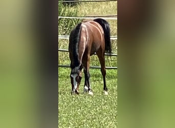 Oldenburger Springpferd, Stute, 2 Jahre, Brauner