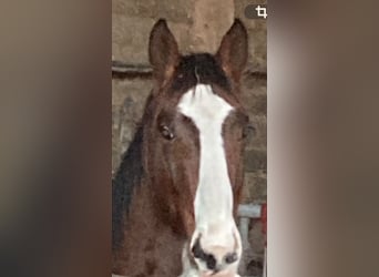 Oldenburger Springpferd, Stute, 2 Jahre, Brauner