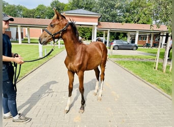 Oldenburger Springpferd, Stute, 2 Jahre, Brauner