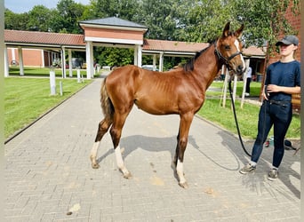 Oldenburger Springpferd, Stute, 2 Jahre, Brauner