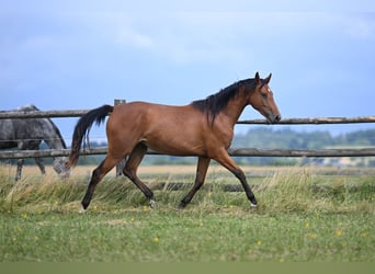 Oldenburger Springpferd, Stute, 2 Jahre, Rotbrauner