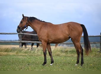 Oldenburger Springpferd, Stute, 2 Jahre, Rotbrauner