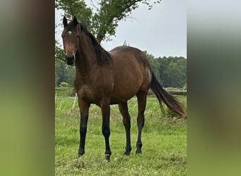 Oldenburger Springpferd, Stute, 3 Jahre, 160 cm, Brauner