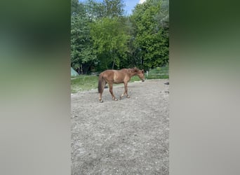 Oldenburger Springpferd, Stute, 3 Jahre, 160 cm, Fuchs