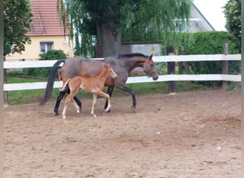 Oldenburger Springpferd, Stute, 3 Jahre, 160 cm, Fuchs