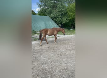 Oldenburger Springpferd, Stute, 3 Jahre, 160 cm, Fuchs