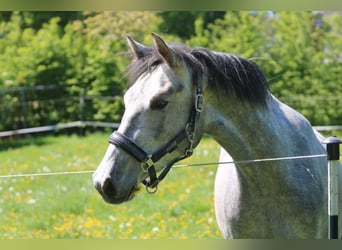 Oldenburger Springpferd, Stute, 3 Jahre, 160 cm, Schimmel