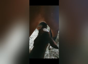 Oldenburger Springpferd, Stute, 3 Jahre, 162 cm, Brauner